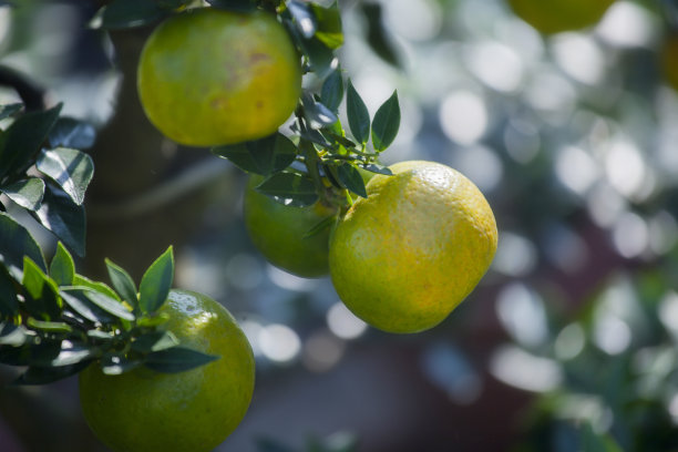 中国，春节，最爱，水果，橘子，橘子树，吉祥图片下载