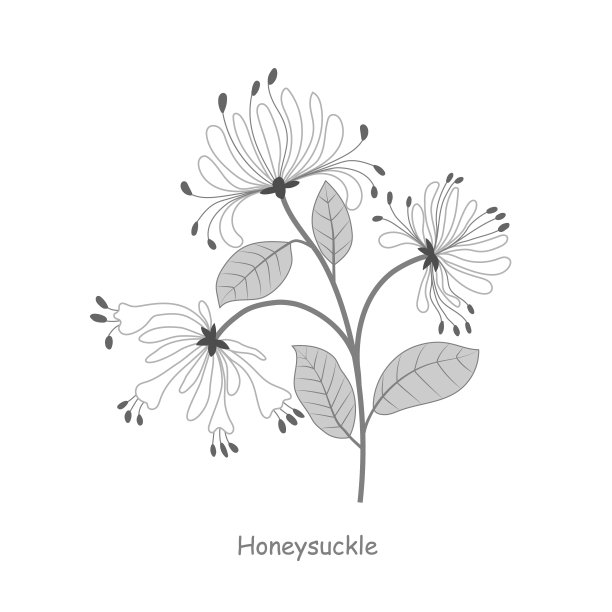 画有叶子的忍冬花图片下载