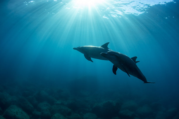 两只野生海豚在一起游泳图片下载
