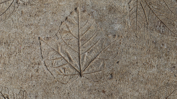 枫叶图案的照片铸造或压在水泥地板作为壁纸和背景。图片下载