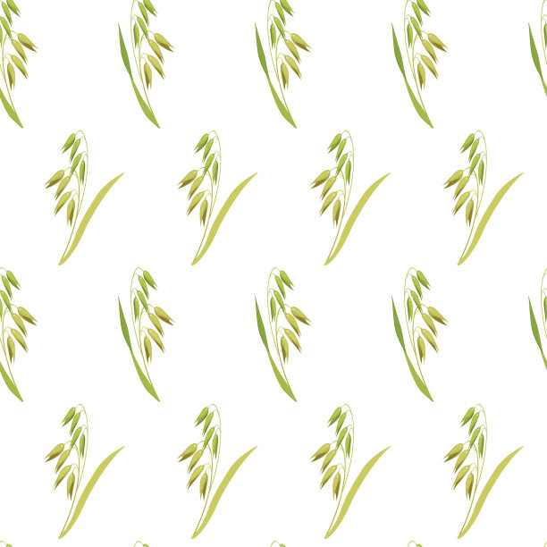 植物无缝背景。白色背景上的燕麦穗图案。谷物植物的纹理用于厨房桌布的设计，烘焙包装。图片下载