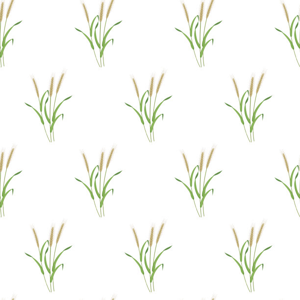 植物无缝背景。白底黑麦图案。谷物植物的纹理用于装饰厨房桌布，烘焙包装，面包。图片下载