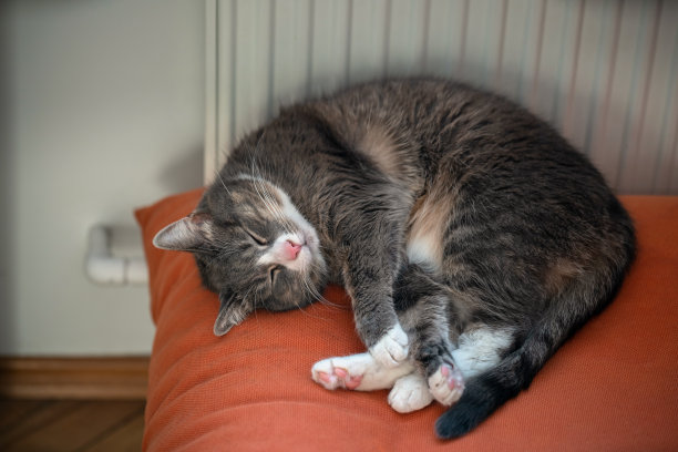 灰猫睡在暖气片旁的橙色沙发上。慵懒的家养宠物在寒冷的冬日里休息。图片下载