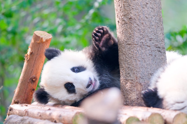 大熊猫在享受阳光图片下载