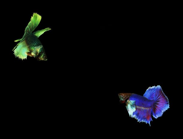 绿色和蓝色的斗鱼，黑色背景上孤立的战斗鱼图片下载