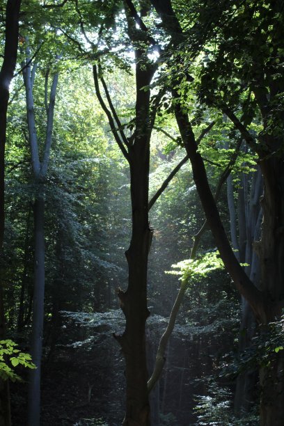 精灵森林2图片下载