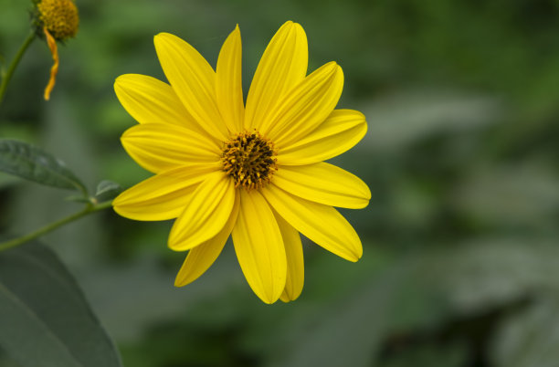 一个漂亮的黄色向日葵花的特写镜头。图片下载