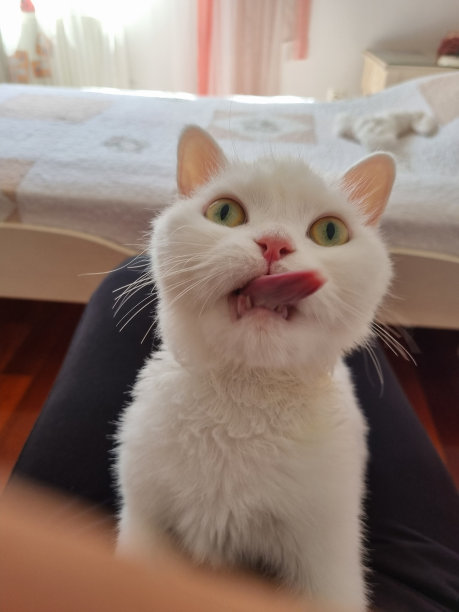 有趣的猫图片伸出舌头图片下载