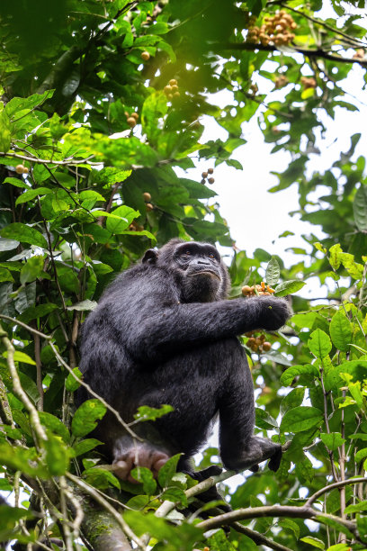 乌干达西部Kibale国家公园的热带雨林里，一只成年黑猩猩，穴居动物，正在吃水果。公园保护计划意味着一些剧团习惯于与人类接触图片下载