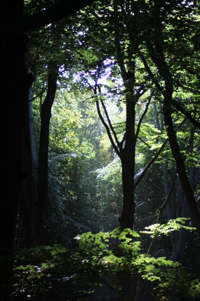 童话福勒斯特图片下载