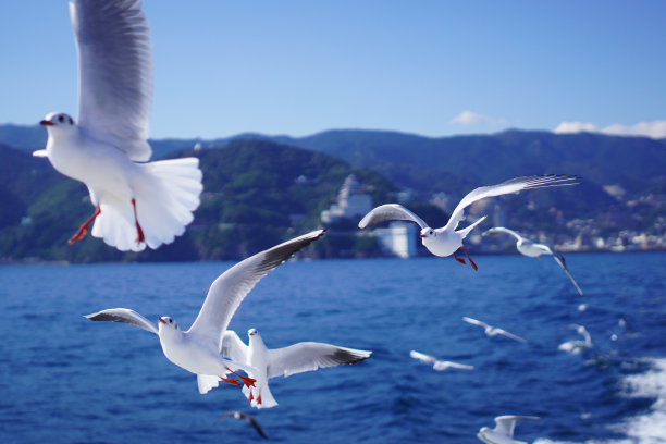 海鸥在海里飞翔图片下载