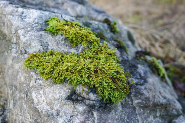 特写苔藓生长在巨大的巨石的脸。图片下载