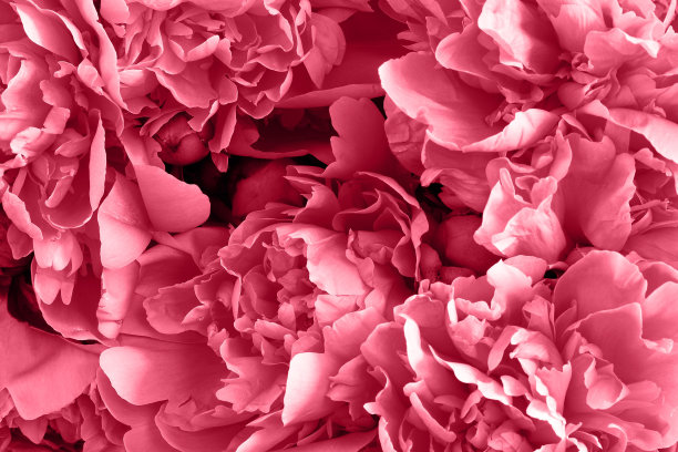 背景是新鲜的牡丹花，盛开的花头，精致的壁纸。平铺，俯视图。图片下载