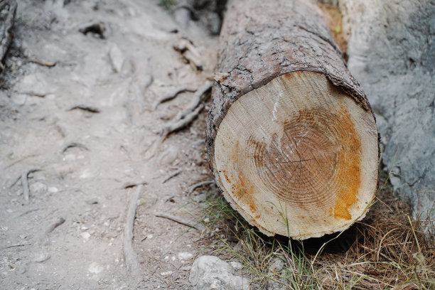 森林中的树干切面图片下载