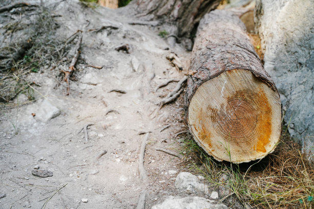 森林中的树干切面图片下载