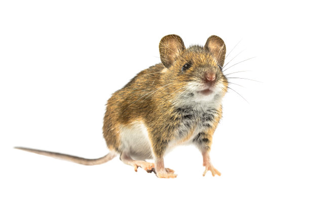 可爱的白底田鼠图片下载