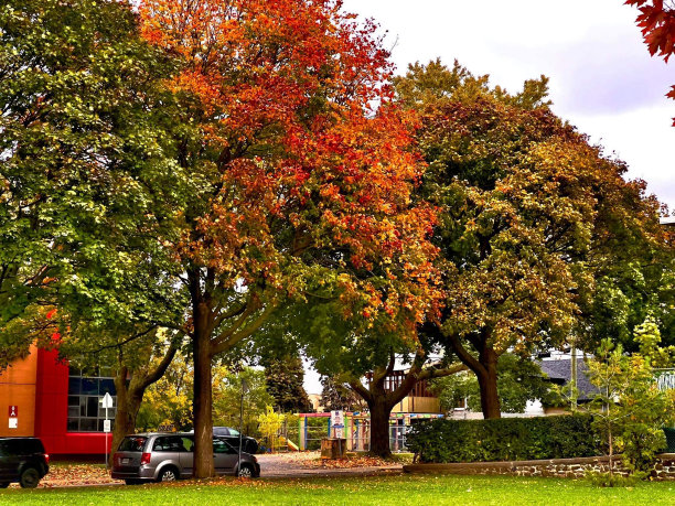 秋天的树图片下载