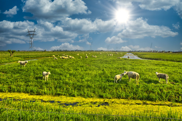 羊群在美丽的山地草地上，荷兰，荷兰图片下载
