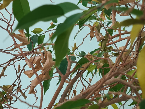 干燥的棕色和绿色的树叶树木特写图片下载