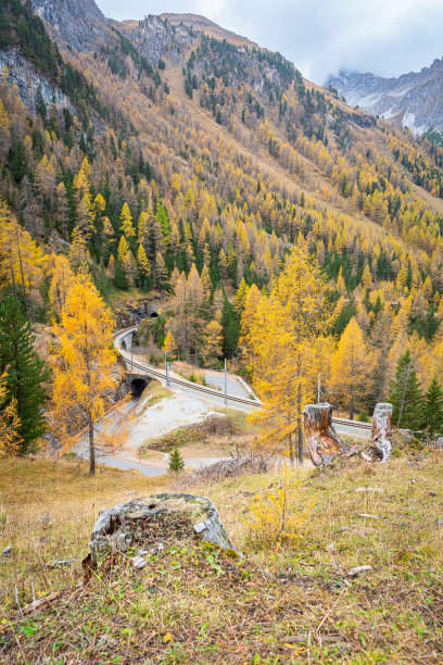 山坡落叶落叶松图片下载