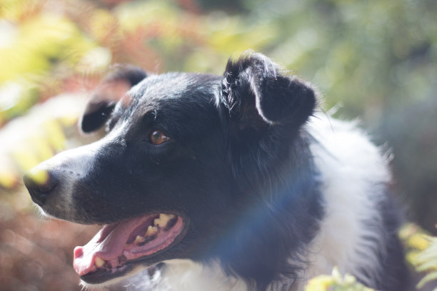 彩虹倒影中美丽的边境牧羊犬肖像图片下载