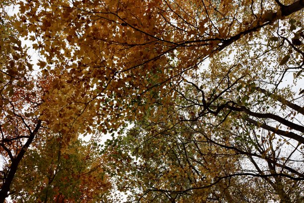 五彩秋叶图片下载