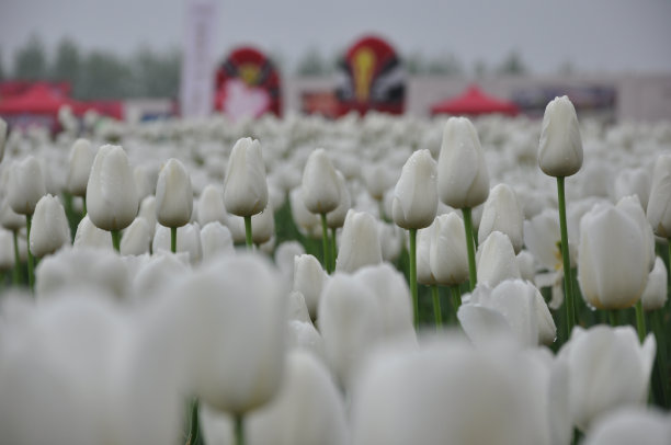 tulip　flowers　elegant　Dutch图片下载