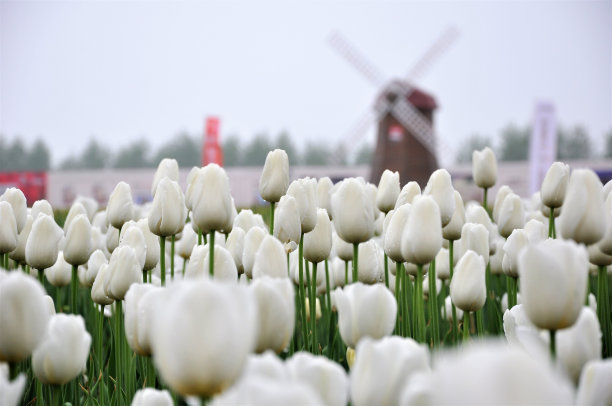 tulip　flowers　elegant　Dutch图片下载