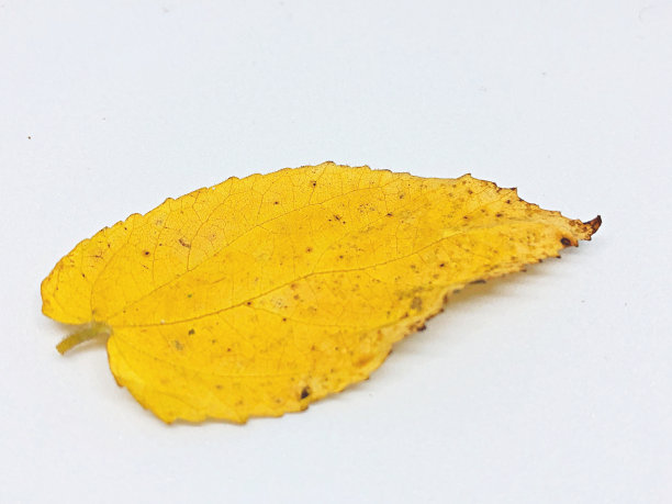 黄色的叶子图片下载