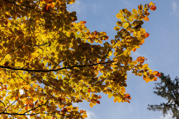 十月的早晨，一棵落叶树的树枝上有彩色的橙色叶子，从背后被阳光照亮。背景是明亮而清晰的蓝天图片下载