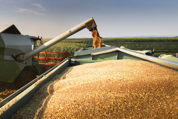 收割时把小麦收起来。图片下载