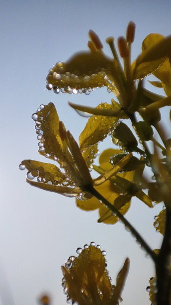 加尼星球水滴一玻璃微缩照片图片下载
