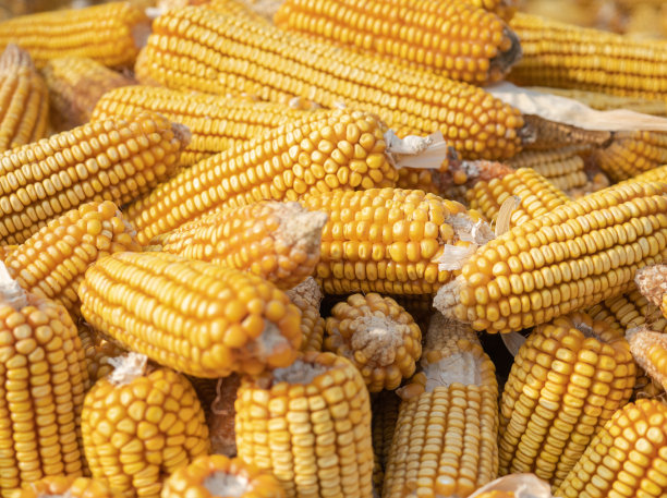 干燥的玉米图片下载