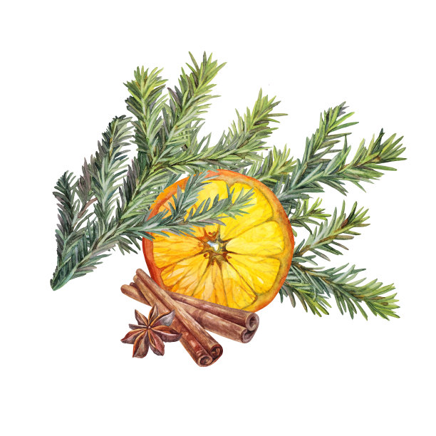 水彩橙片配八点粉和桂皮，绿色圣诞树孤立在白色背景上。冷杉分支。手绘剪纸食物新年庆祝菜单。包装壁纸或贴纸图片下载