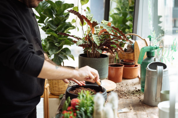 英俊的花匠更新花卉的土壤和照顾他们图片下载
