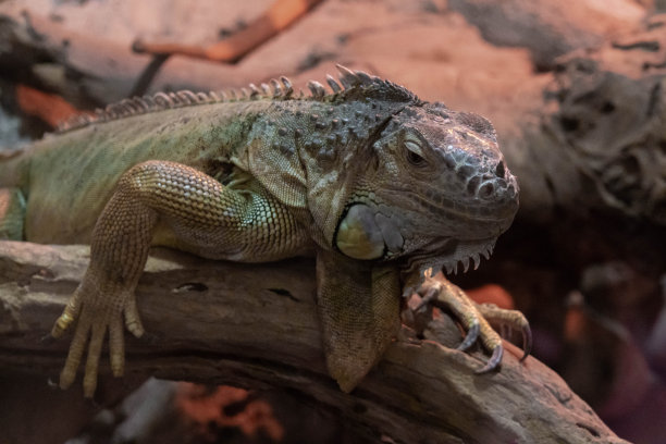 一只巨大的绿色鬣蜥坐在树枝上图片下载