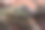 一只巨大的绿色鬣蜥坐在树枝上图片下载
