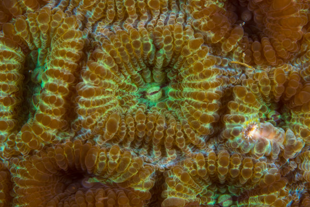 珊瑚虫的特写细节图片下载