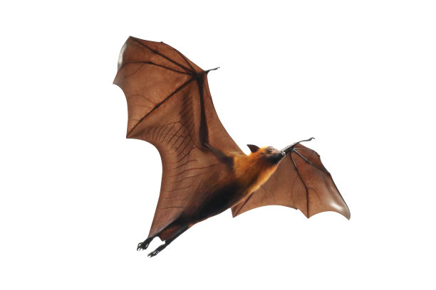 蝙蝠图片下载