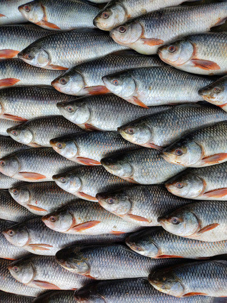 一个海鲜市场上一堆冷冻鱼的垂直特写镜头图片下载