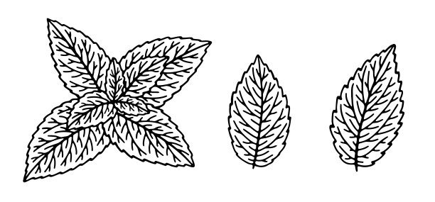 绿薄荷叶图片下载