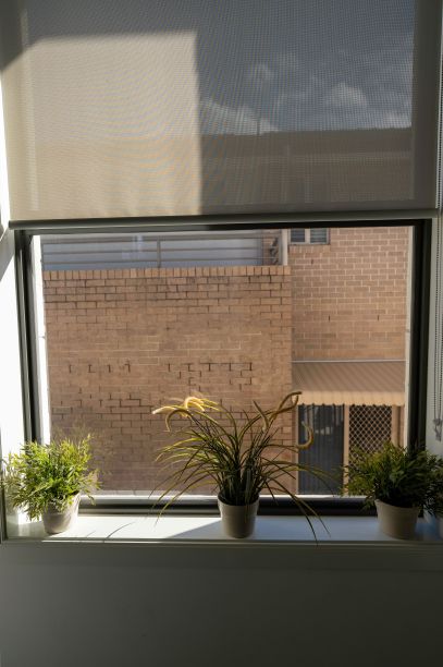 垂直拍摄的绿色植物在窗台上的花盆里，在阳光下生长图片下载