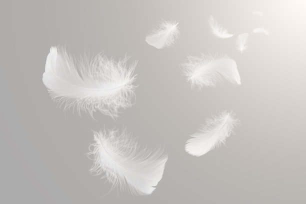白鸟的羽毛漂浮在空中。天上飞的羽毛图片下载