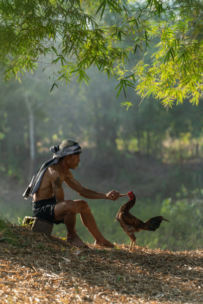 亚洲乡村的生活方式，一个斗鸡教练在泰国东北部的Sakon Nakhon的森林里饲养和训练他的公鸡，Isan的生活方式。图片下载