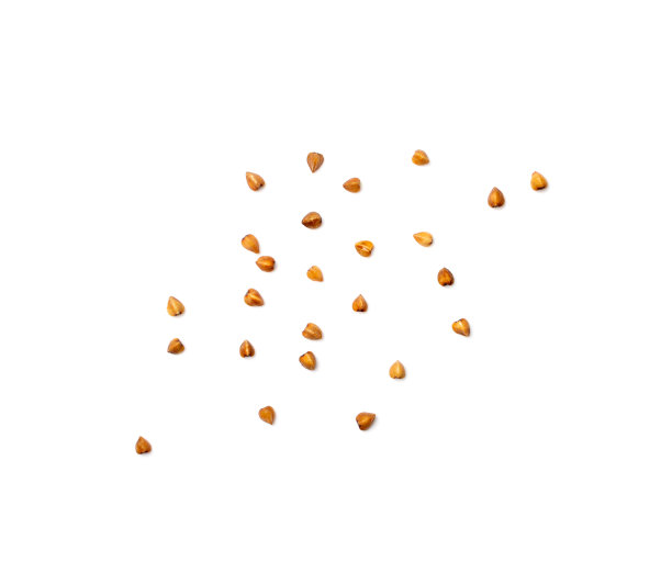 生荞麦堆分离，干荞麦谷物，俄罗斯卡沙堆，生荞麦切出来图片下载