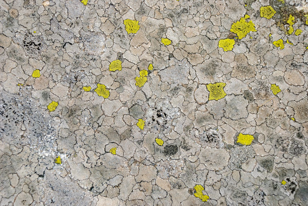 灰色花岗岩石，带黄色地衣。抽象的岩石背景或壁纸。石头的纹理。天然灰色岩石石材纹理与黄色地衣图片下载