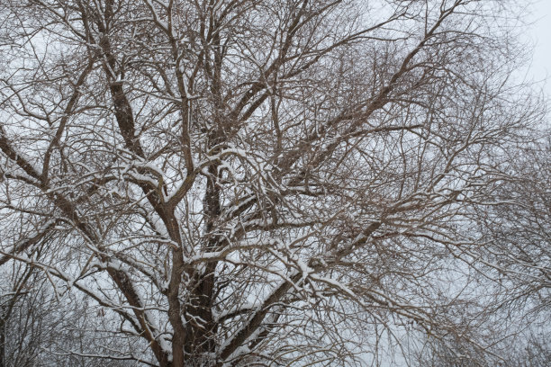 冬天森林里被雪覆盖的大树。雪树背景灰色的天空。冬季景观海报，日历，张贴，屏幕保护程序，壁纸，明信片，横幅，封面，网站。高质量照片图片下载