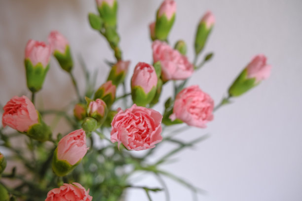 白色的墙壁上有一束粉红色的康乃馨。副本的空间。明信片的设计。花的背景。婚礼的邀请图片下载