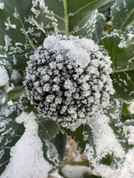 冰晶西兰花图片下载