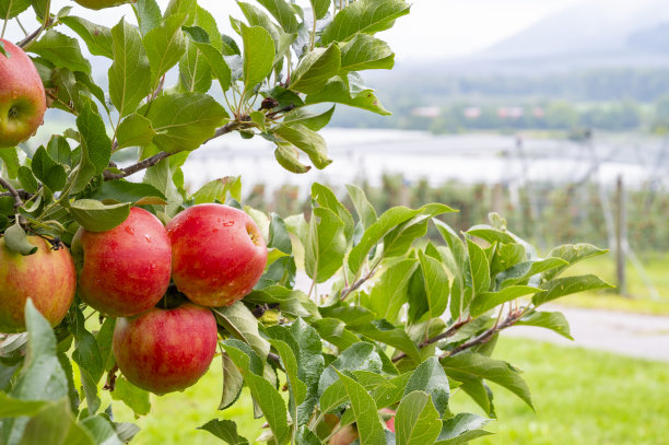 一个苹果挂在果园里的苹果树上图片下载